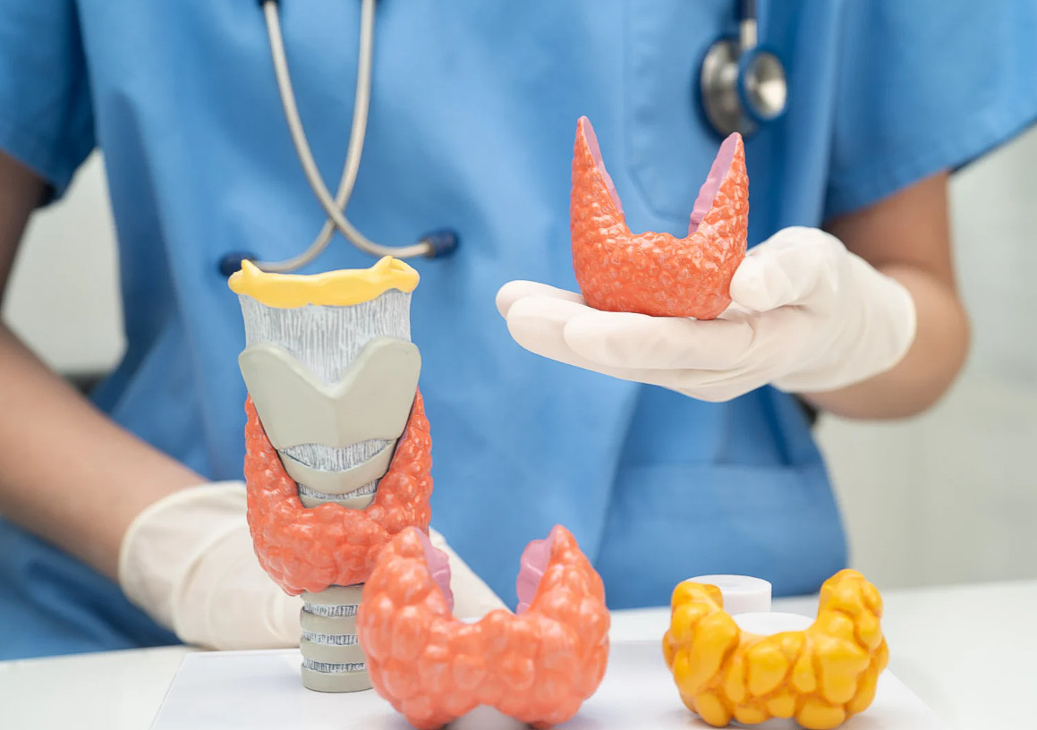 Die Schilddrüse ist ein kleines Organ mit großer Wirkung. Sie beeinflusst unter anderem Stoffwechsel, Herzschlag, Gewicht und das allgemeine Wohlbefinden.